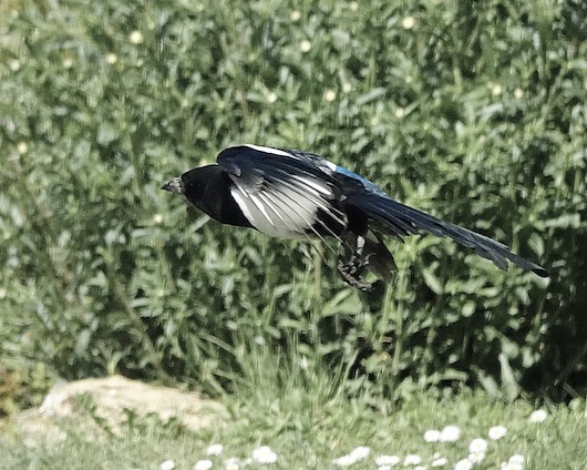 magpie